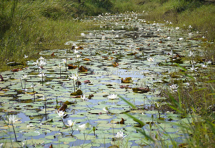 วนอุทยานแห่งชาติ ชะอำ